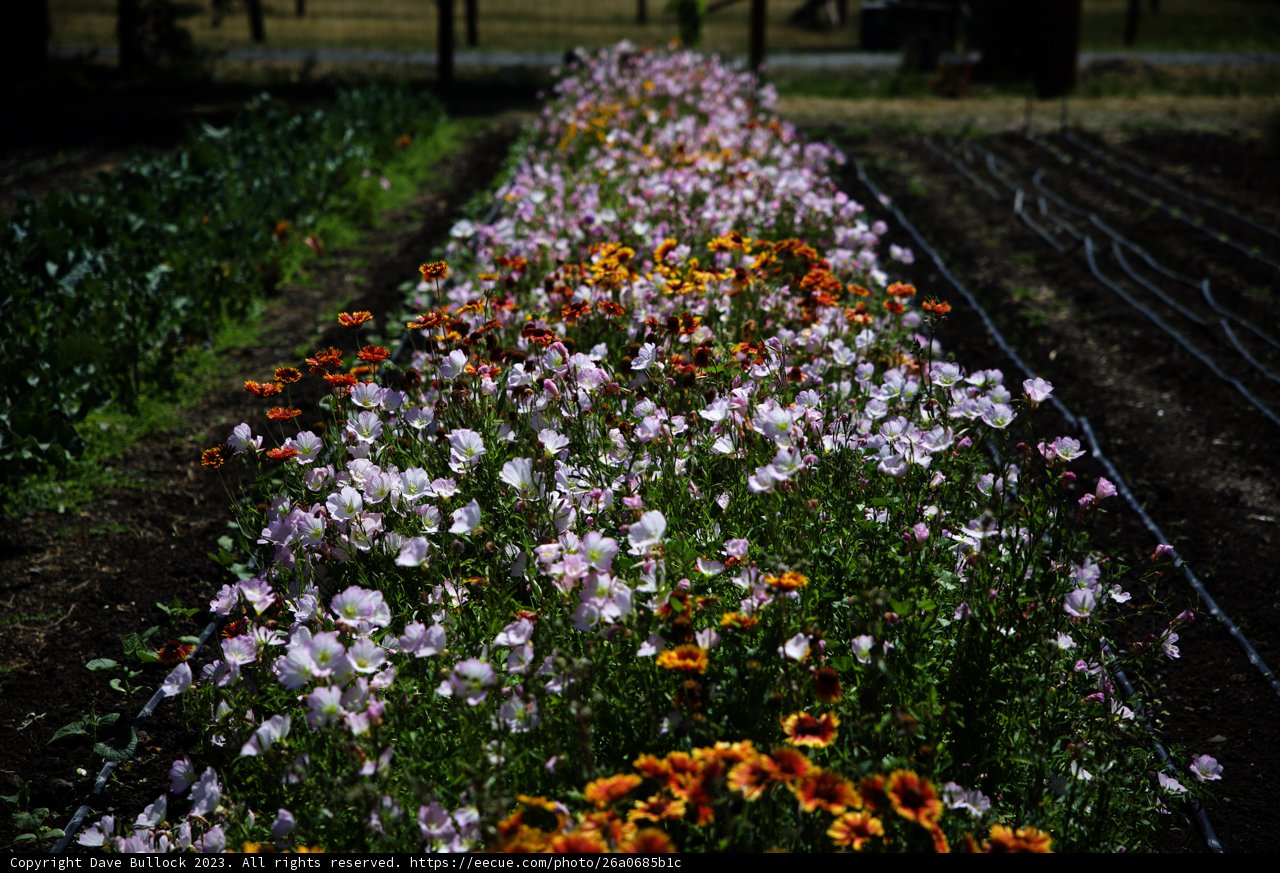 Vibrant Garden Blooms