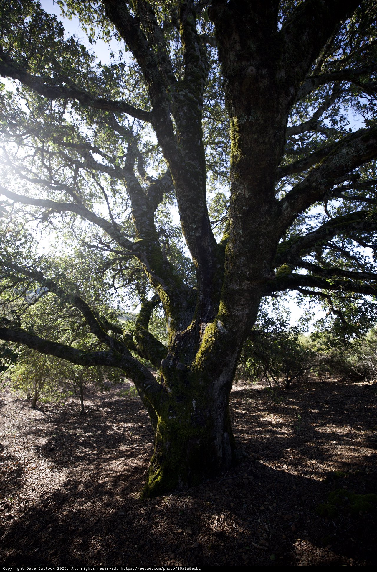 Ancient Moss-Covered Oak Stands Sentinel at Mount Diablo
