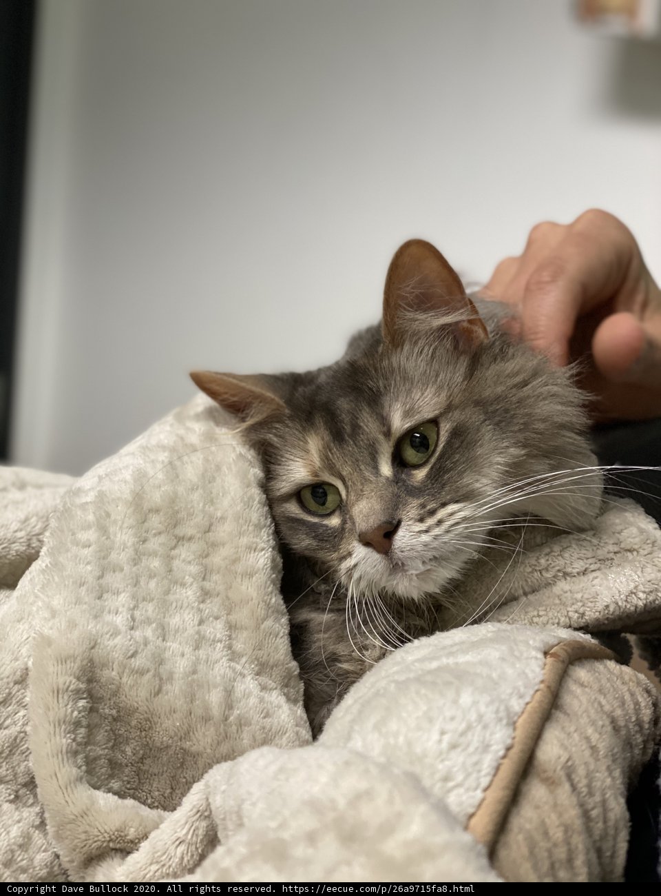 Cozy feline cuddles