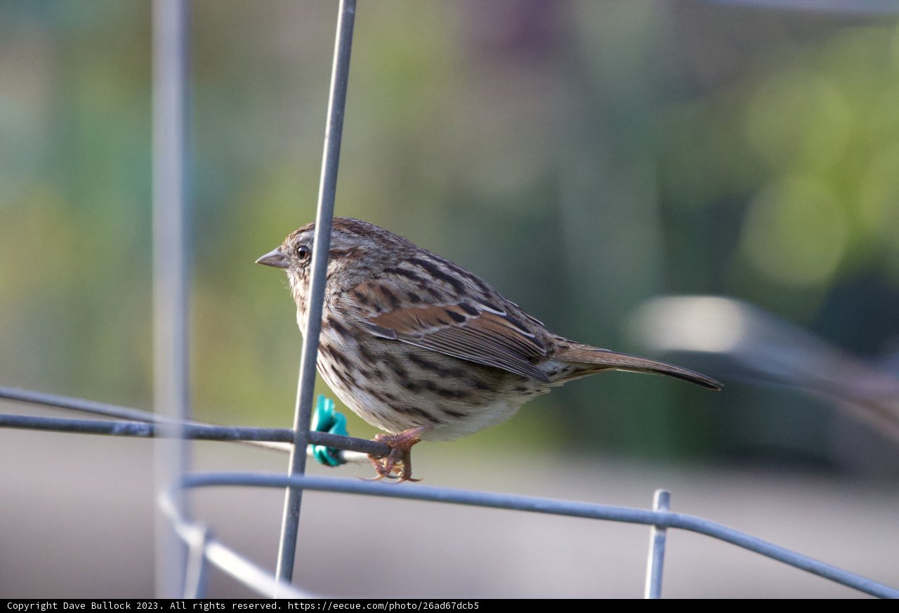 Feathered Soloist of Fort Mason