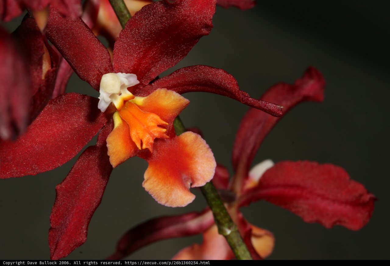 Radiant Red and Orange Orchid