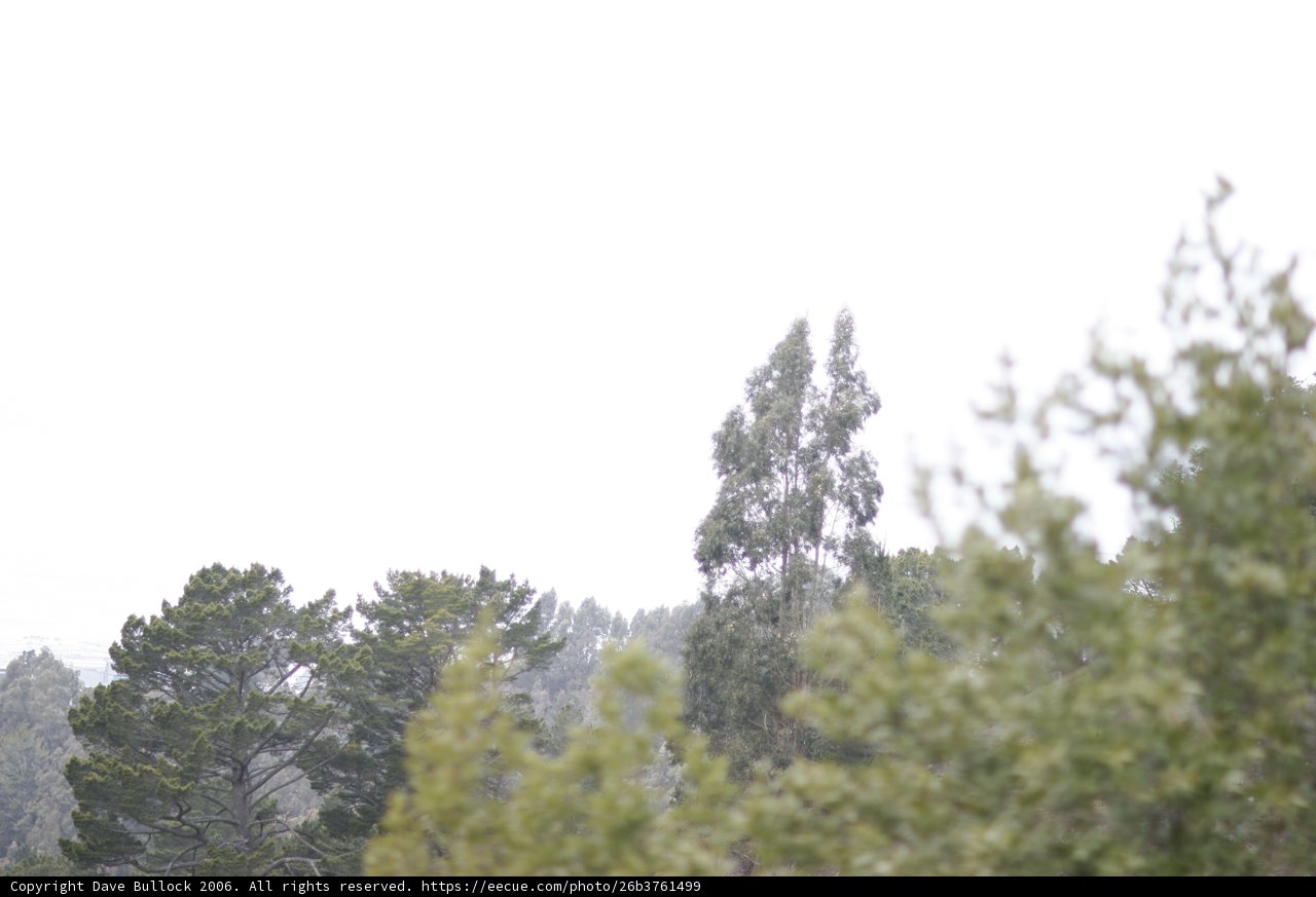 Majestic Flight Through the Evergreen Forest