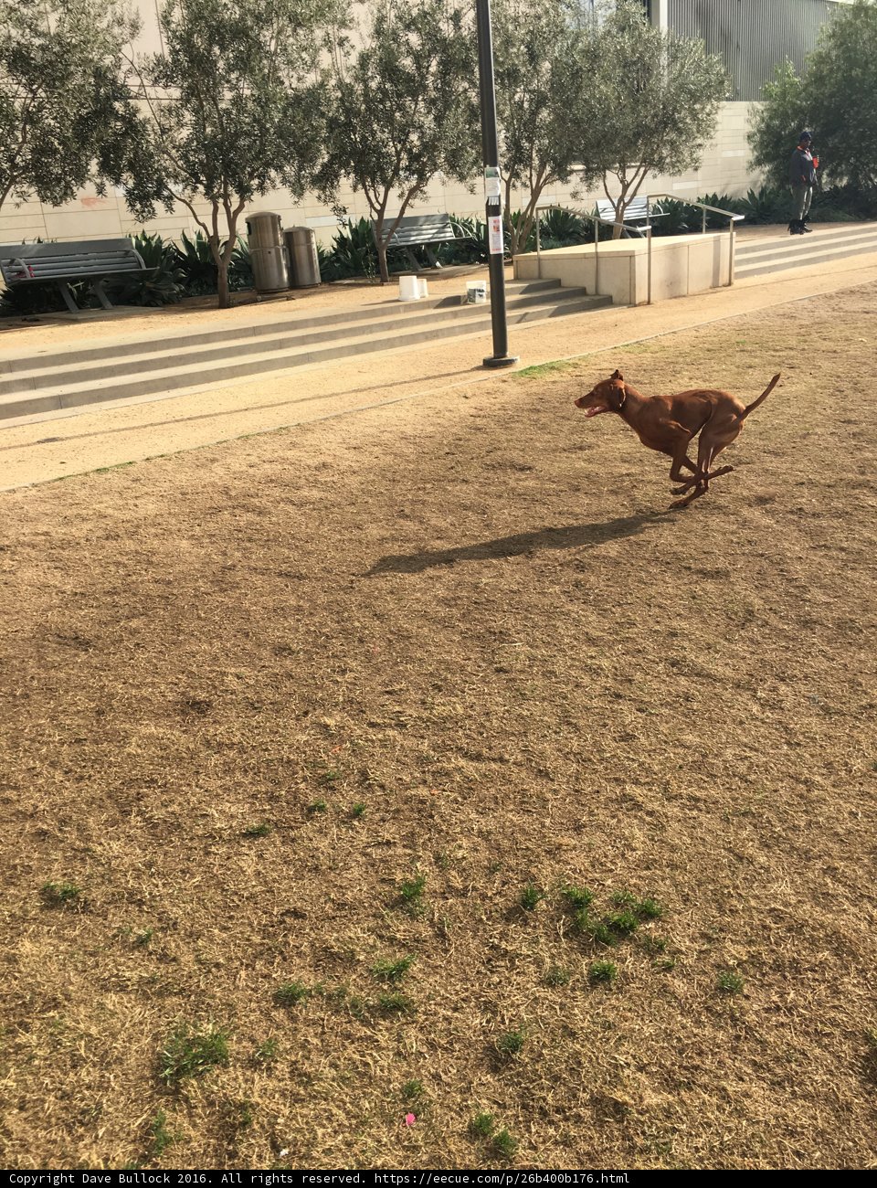 Running with the City Dogs