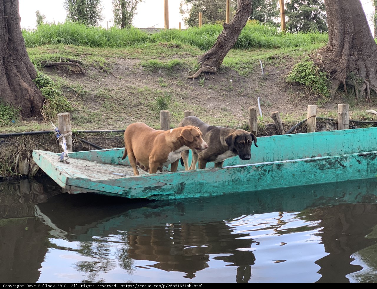 Two Canine Companions on a Boat Adventure