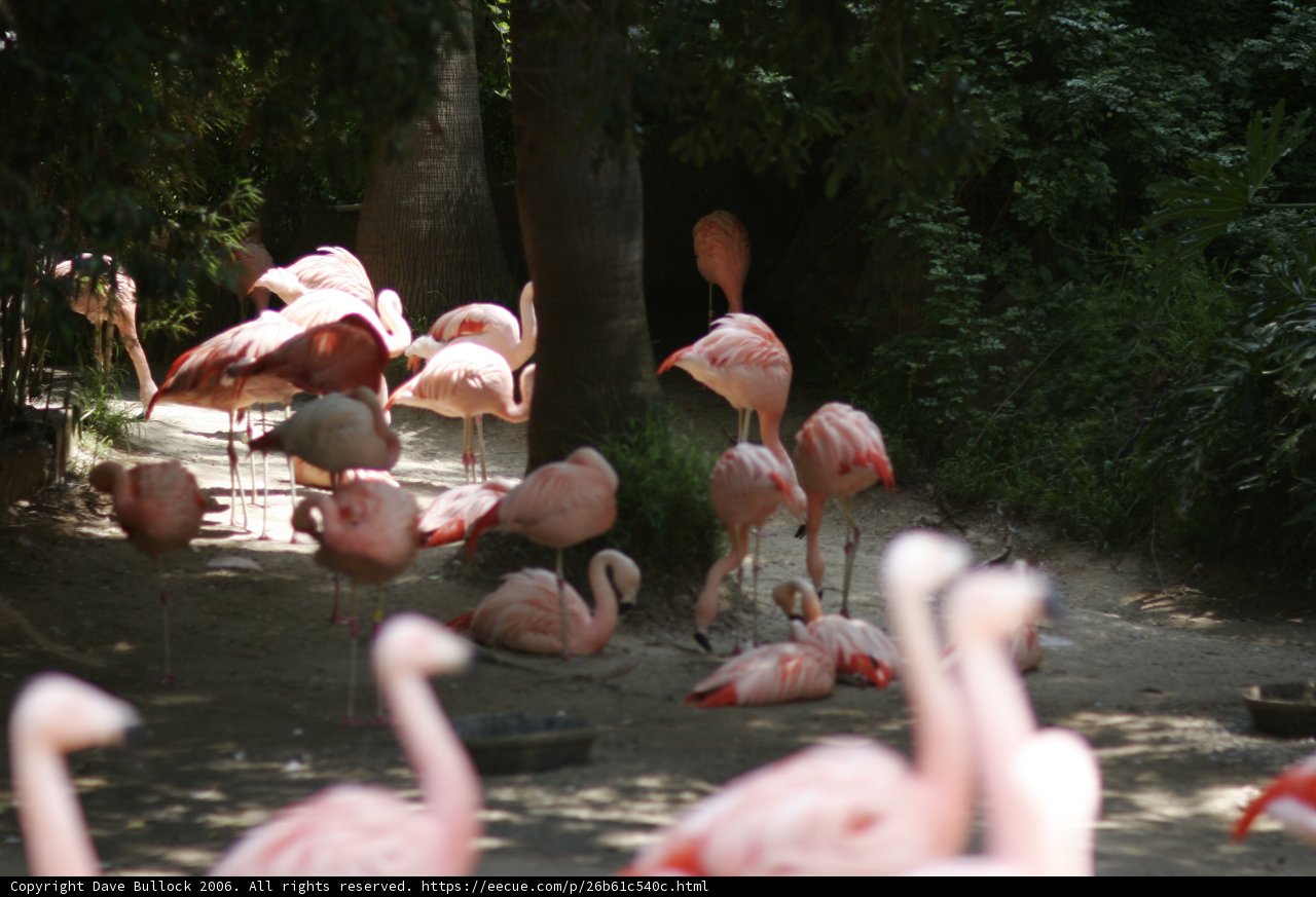 Flock of Flamingos in the Zoo