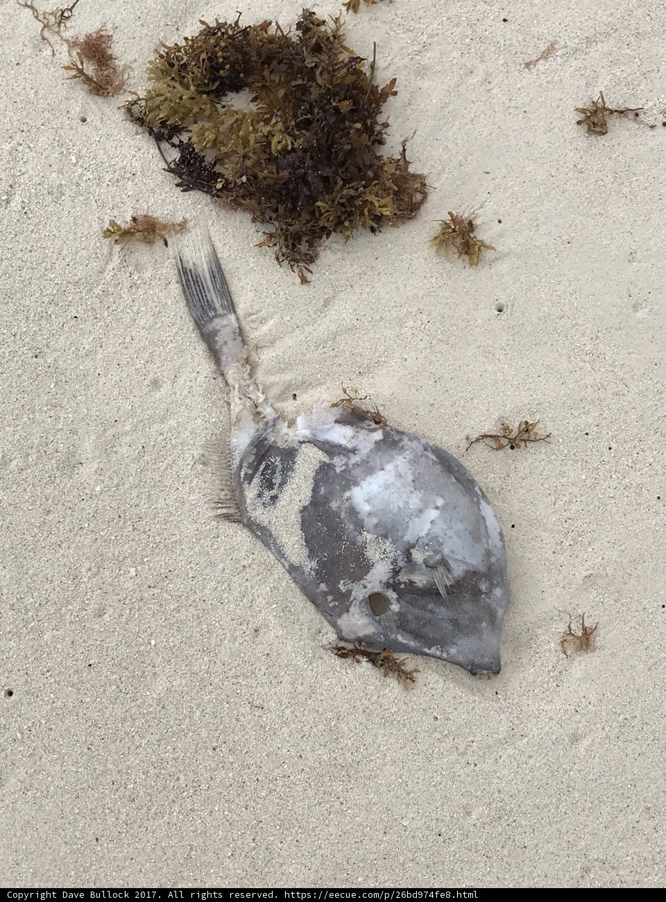 Tragic Scene of Nature's Death
