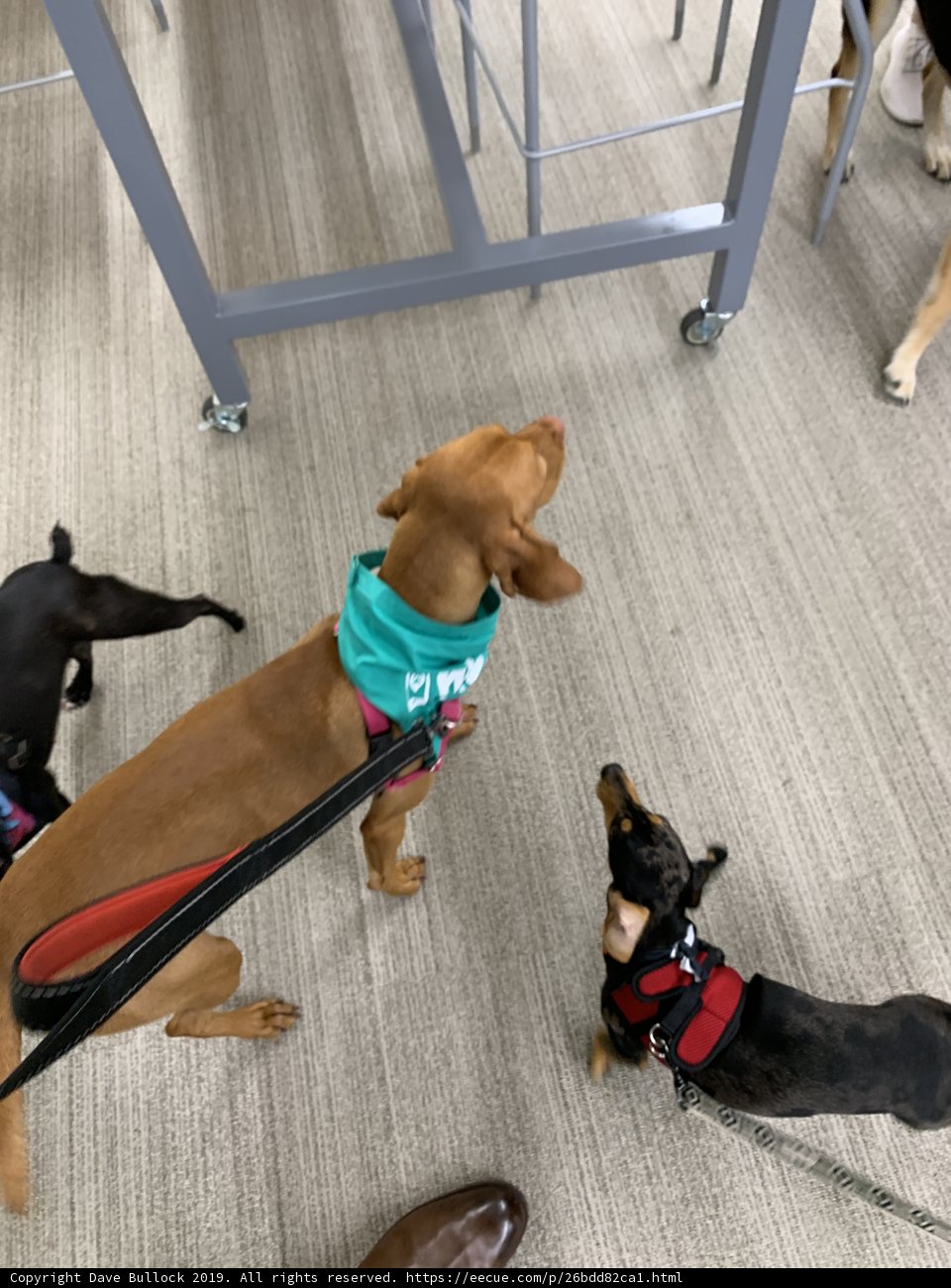 Canine Crew