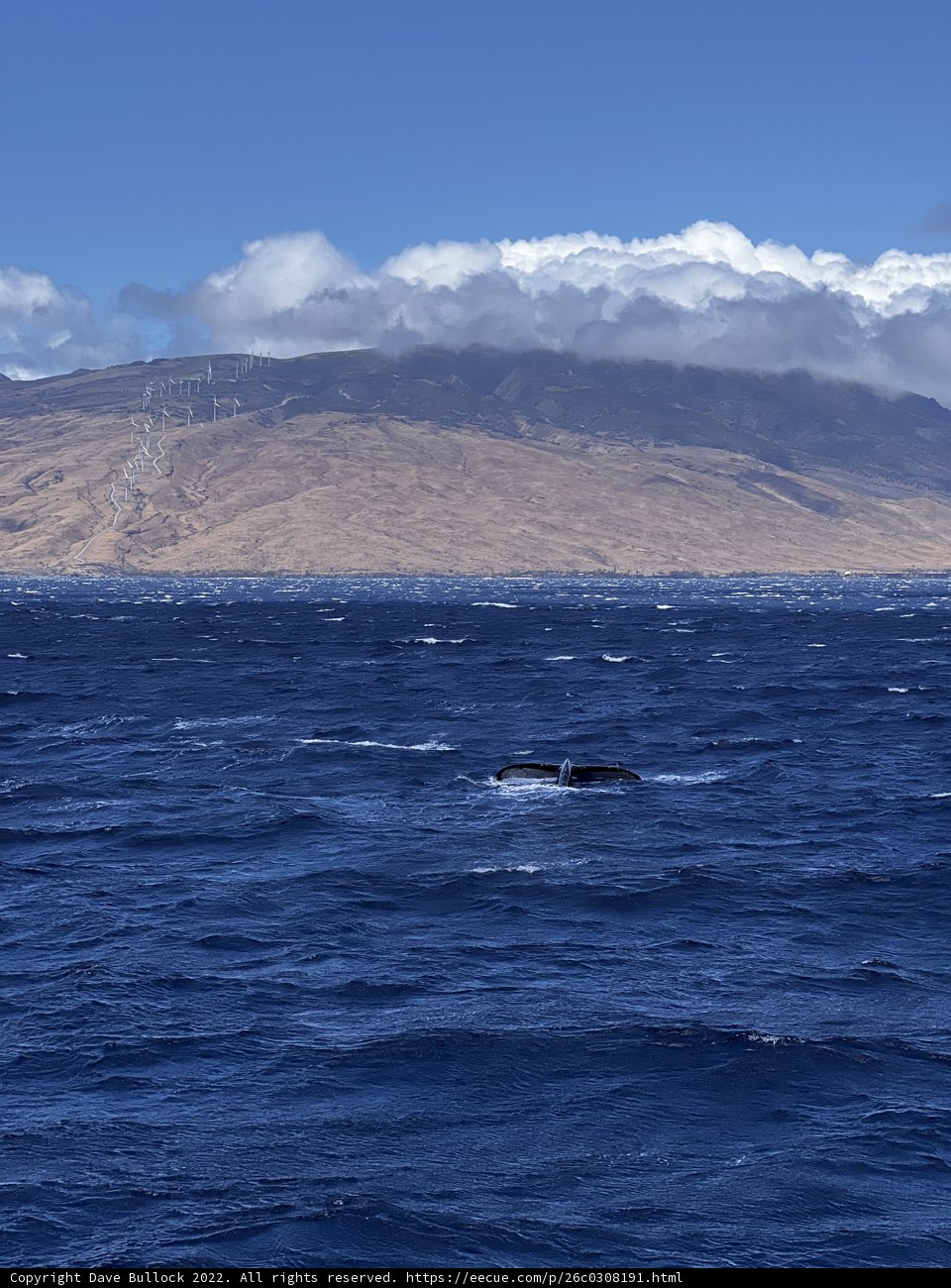 Majestic Humpback Whale in the Pacific