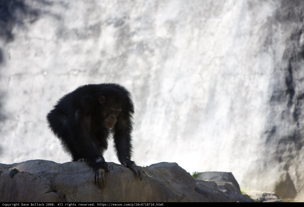 Chimpanzee King of the Rocks