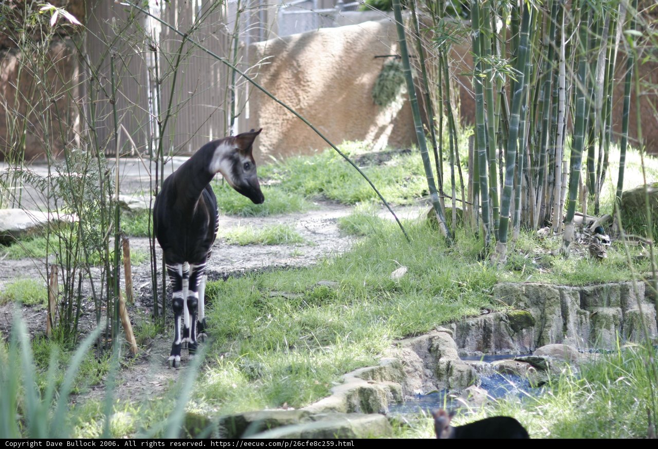 Striped Antelope in the Zoo