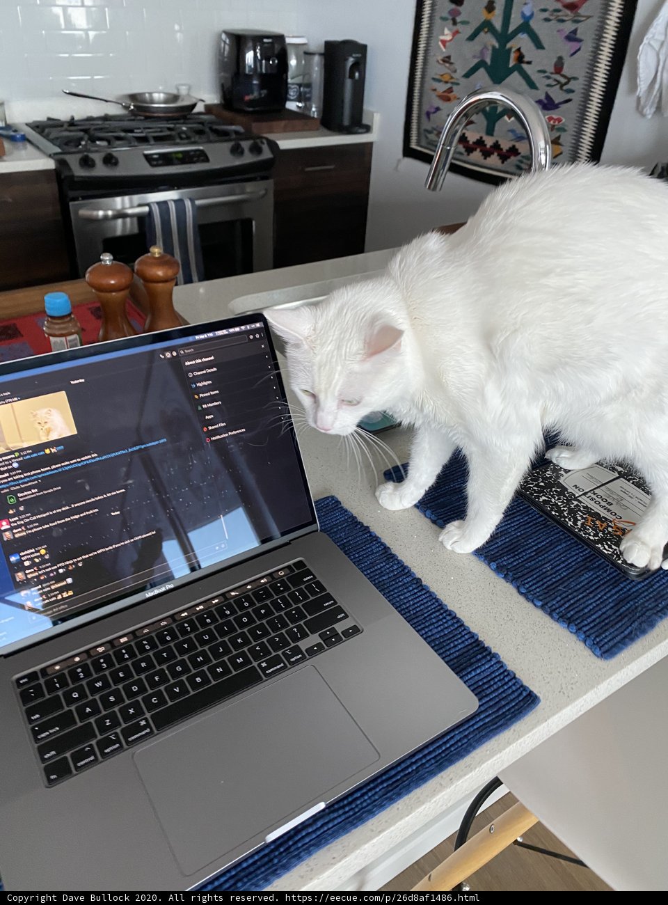 Tech-Savvy Feline