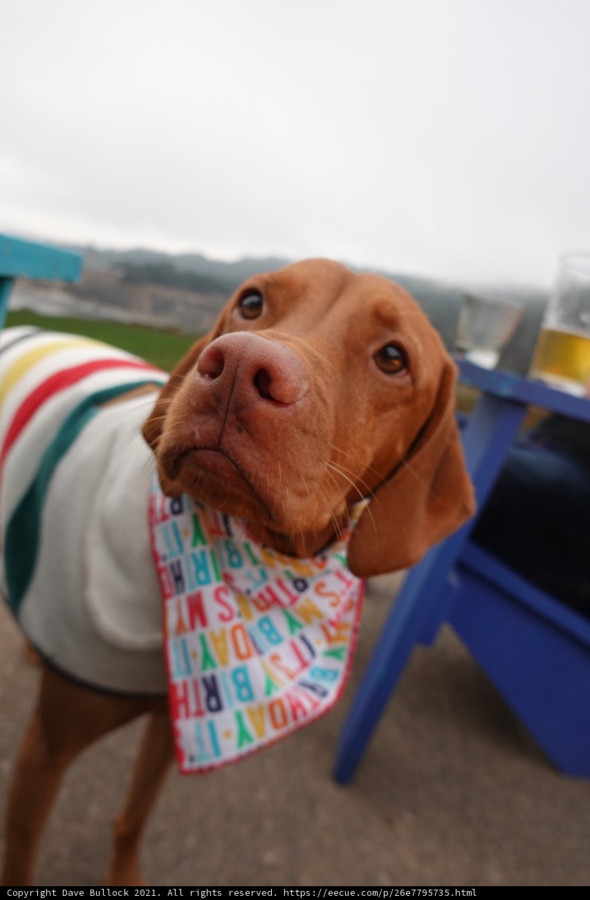The Stylish Vizsla