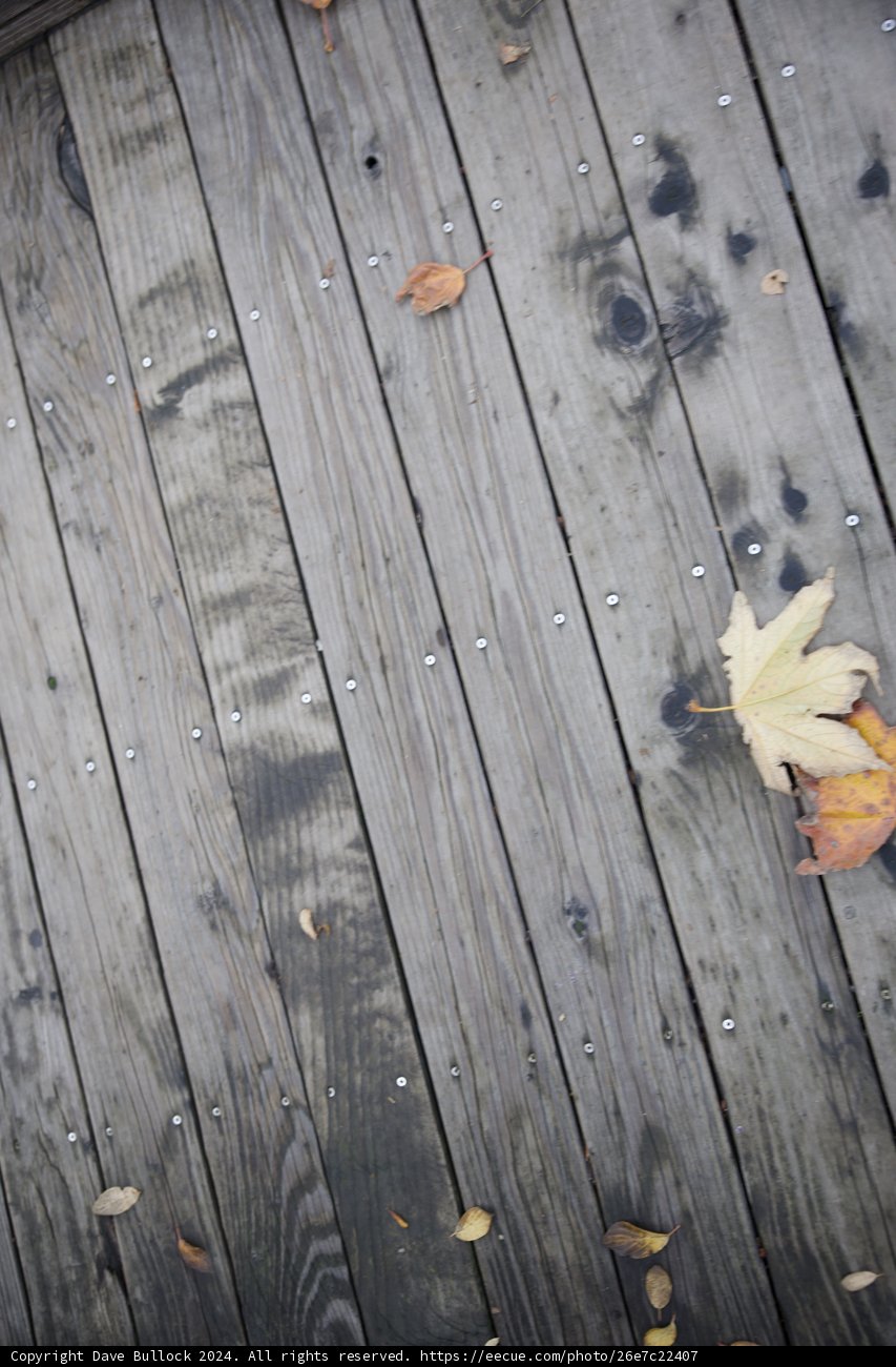 Autumn's Whisper