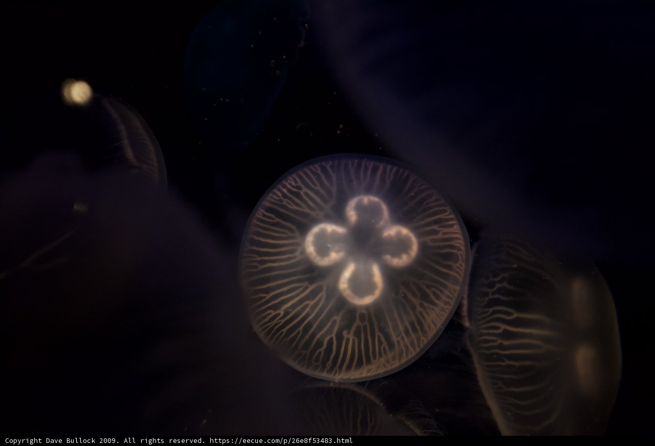 Illuminated Jellyfish
