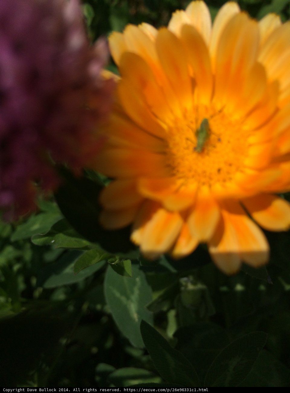 Daisy Beetle