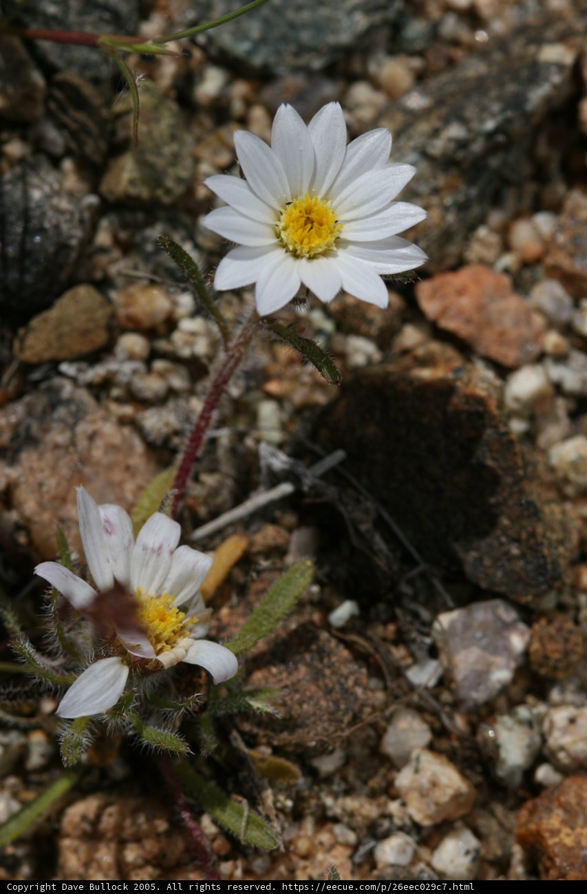 Twin Daisies Amongst Rocks and Soil