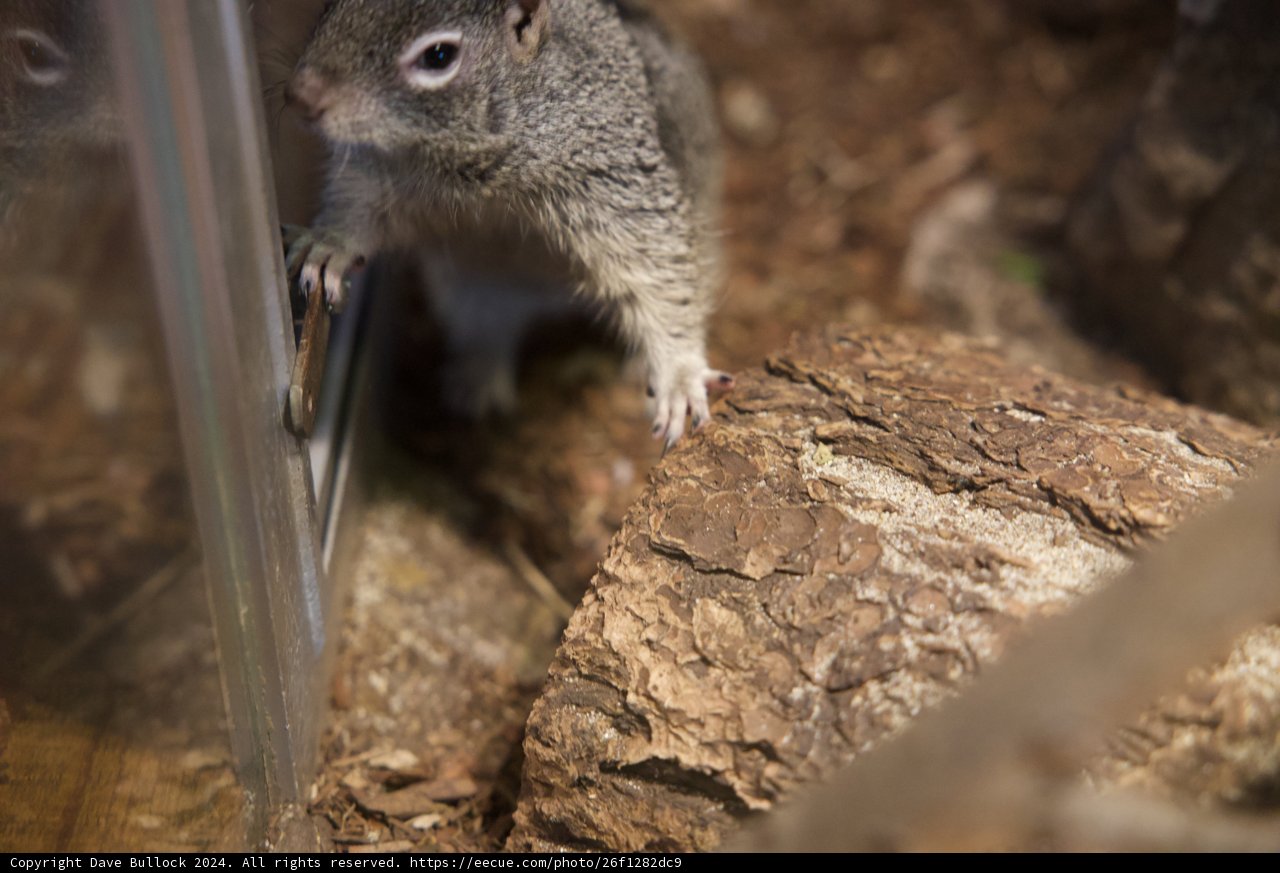 Curious Squirrel of the Bay, 2024