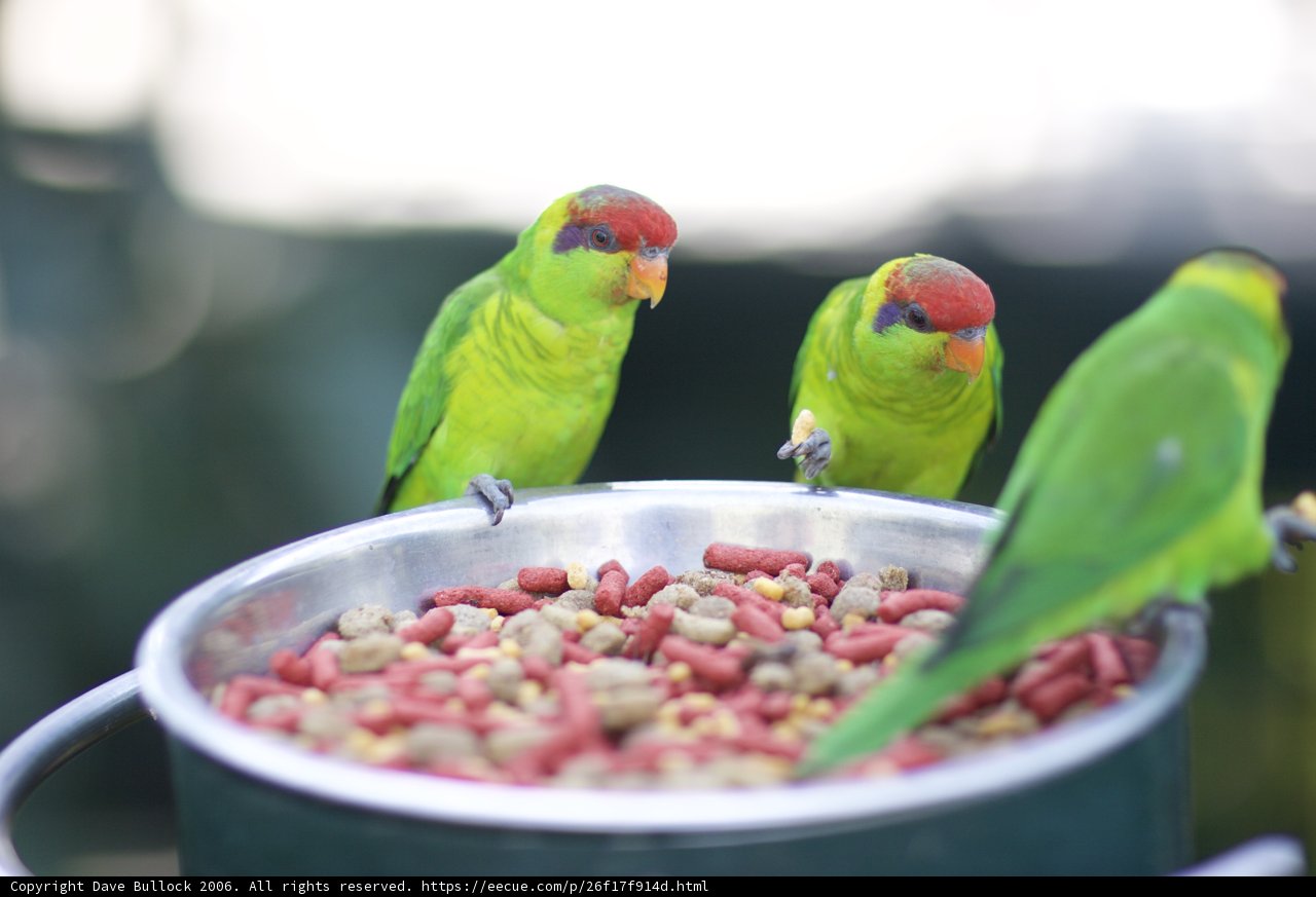 Parakeets and Parrot Enjoy a Meal