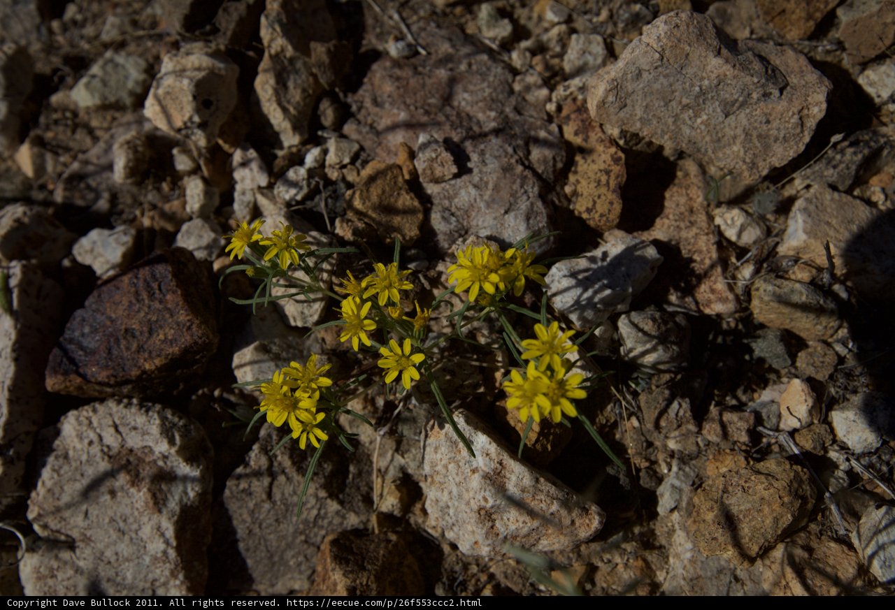 Little Yellow Daisy Survives the Rubble