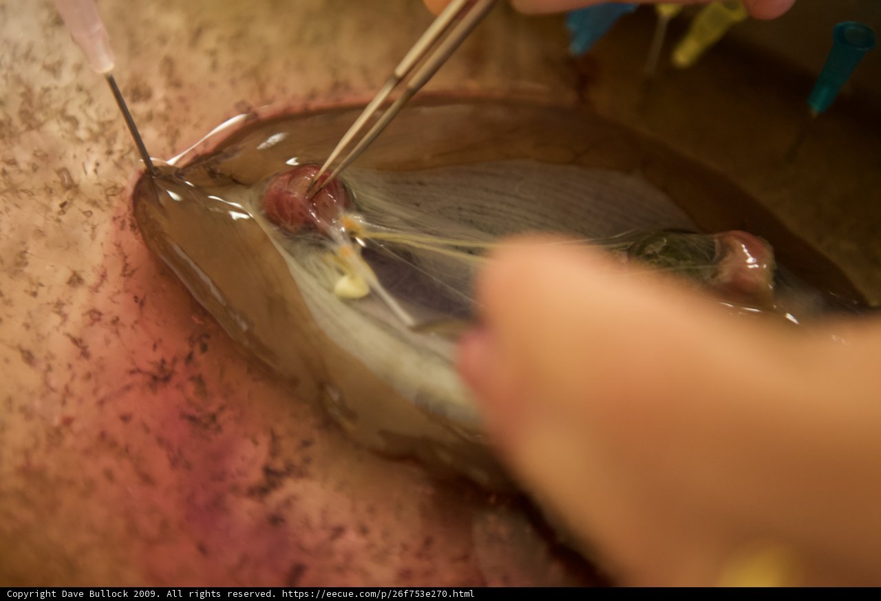 Meat Cutting