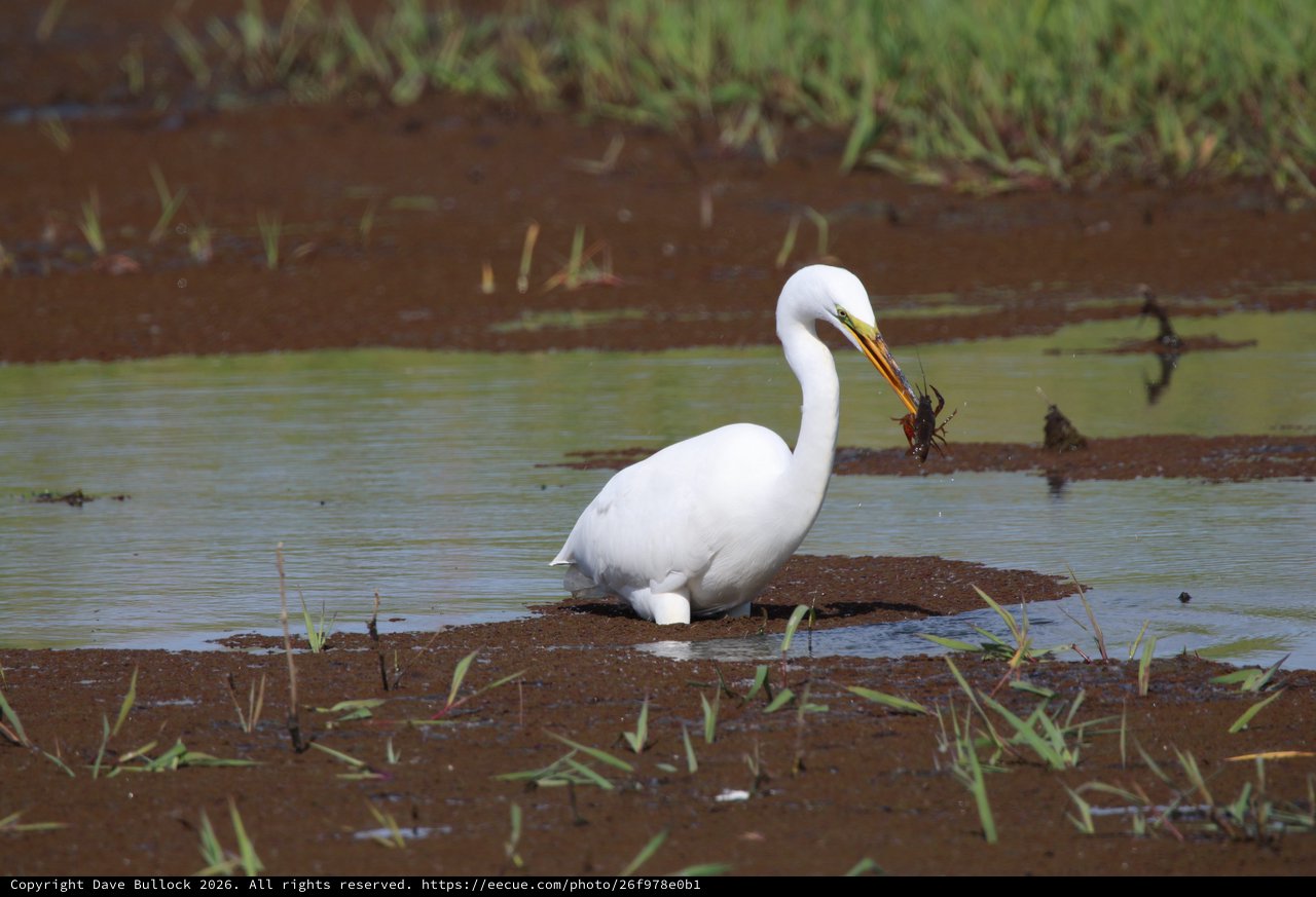 Great Egret Catches Crayfish in Wetland Marsh
