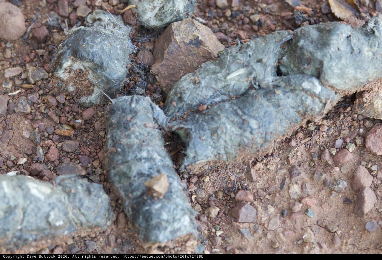 Owl Pellets Clustered Among Rocky Desert Soil