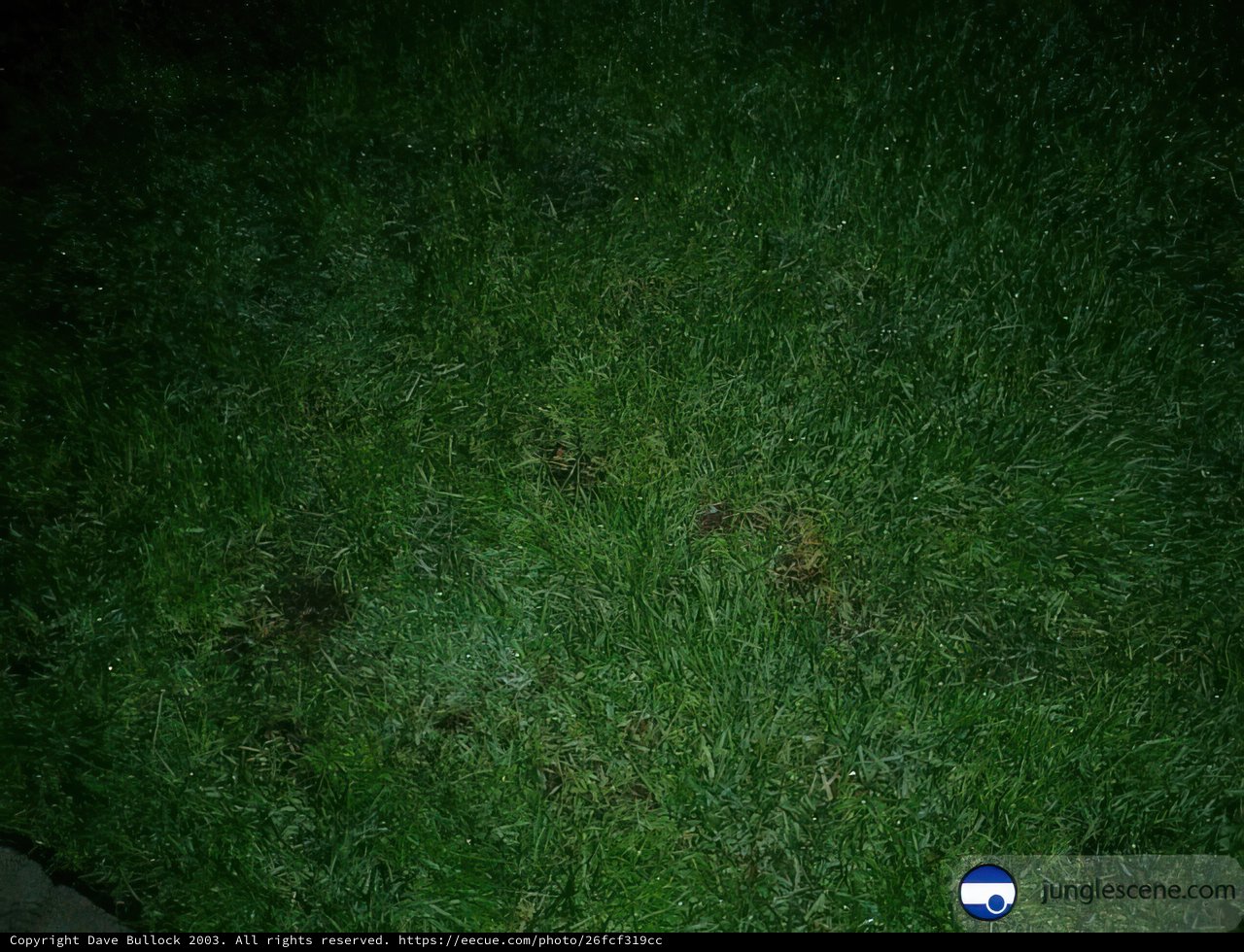 Illuminated Meadow