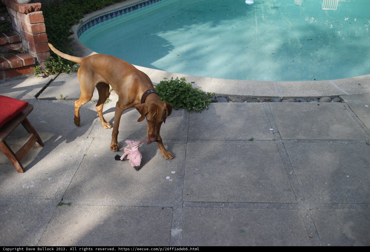 Pool Pup Playtime