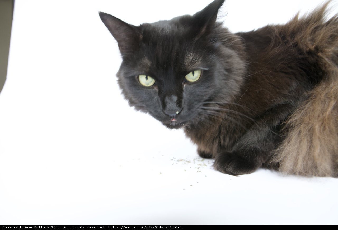 Graceful Black Cat