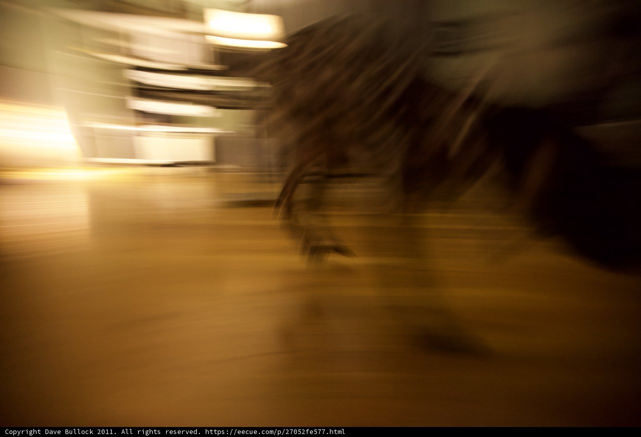 Blurry Paws on Hardwood Flooring