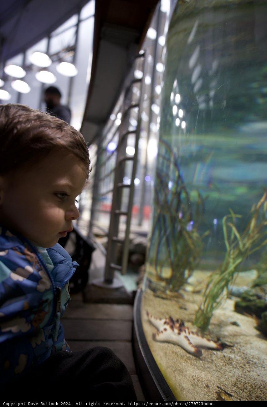 Aquatic Adventure at the California Academy of Sciences
