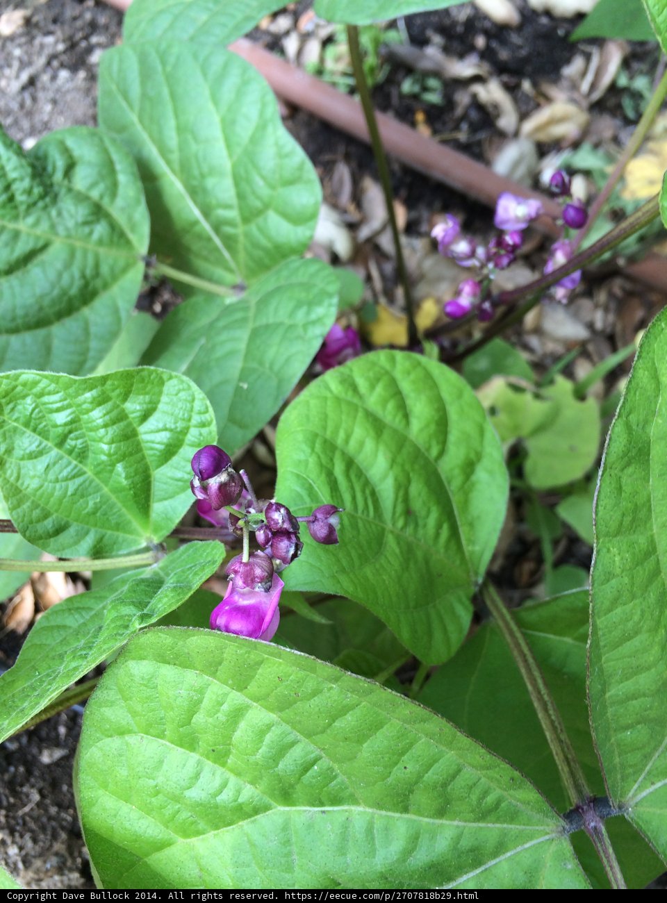 Purple Acanthaceae Plant in Altadena