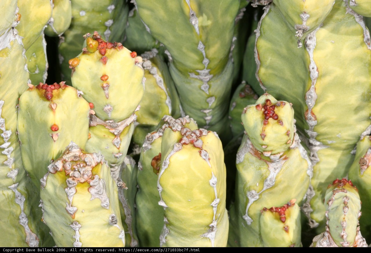 Prickly Greenery