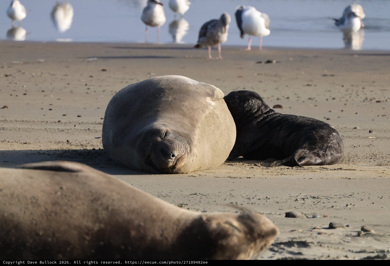 Elephant Seal Mother and Pup Resting on Beach