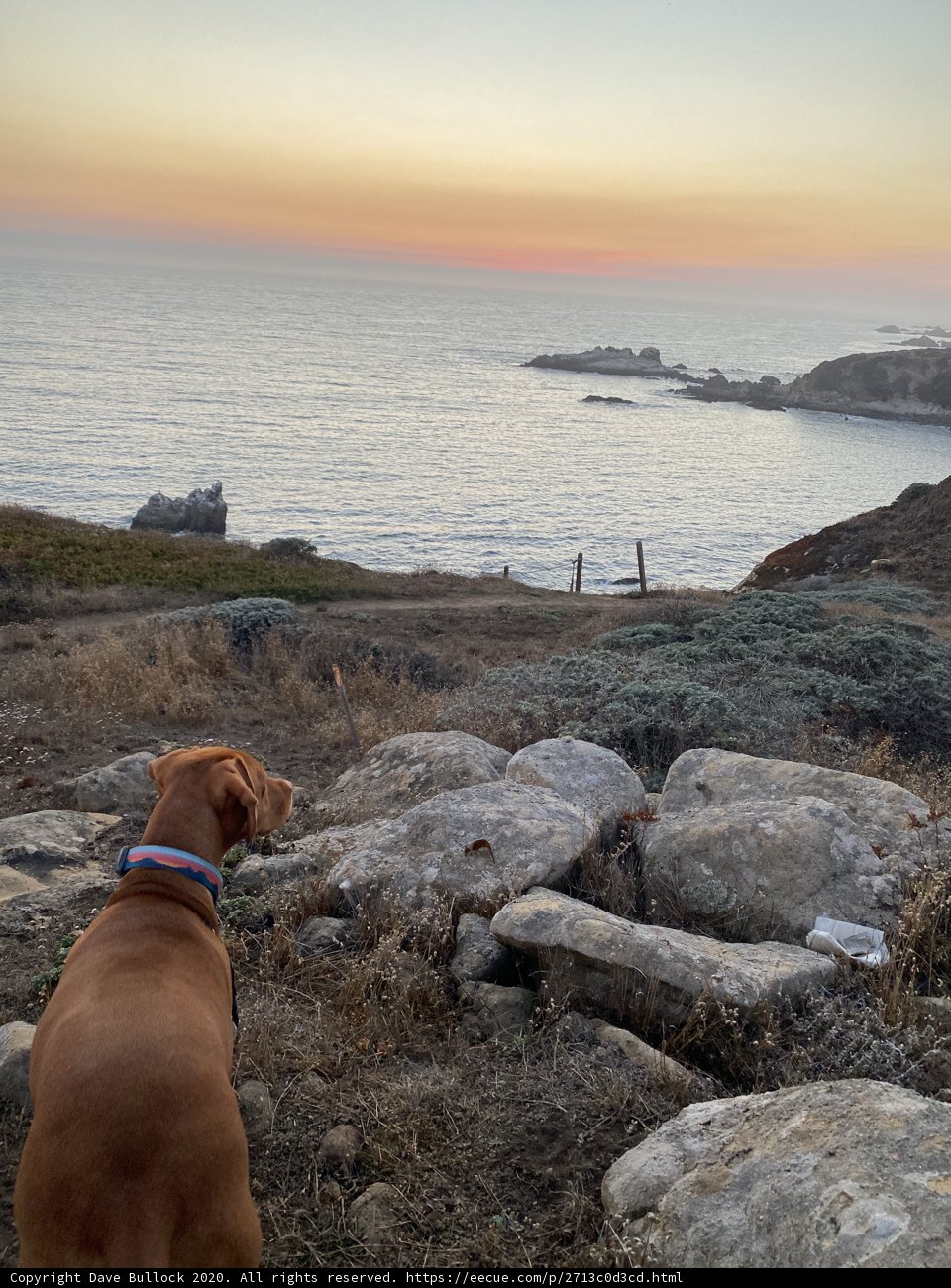 Vizsla on the Edge
