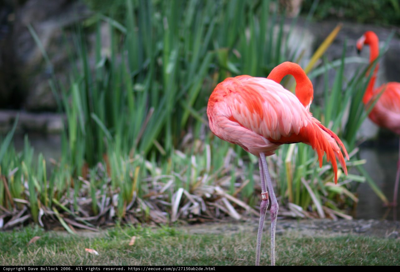 Flamingo on Land