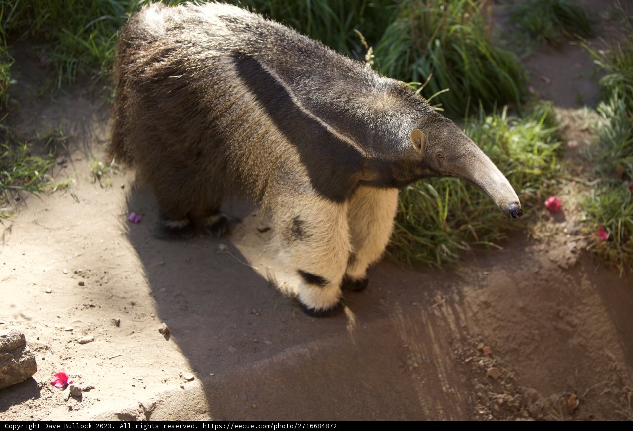 Anteater Enigma at San Francisco Zoo