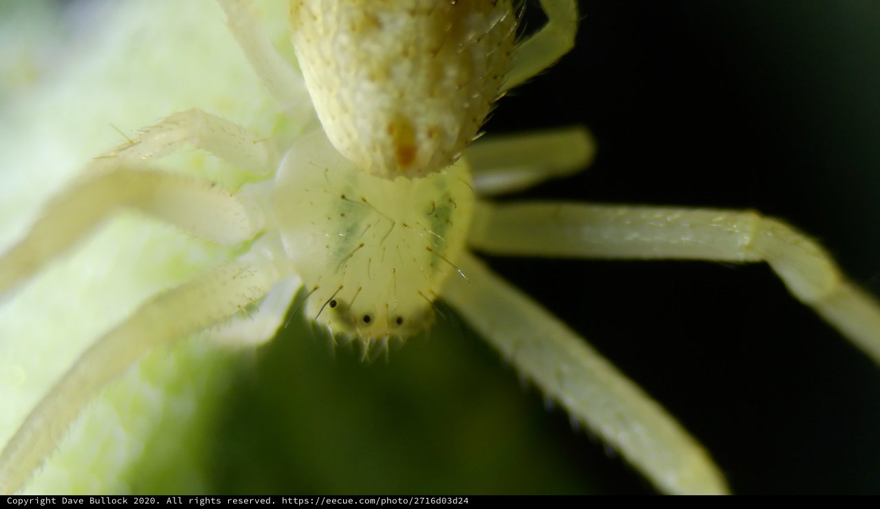 Pale Crab Spider Close-Up Macro Portrait