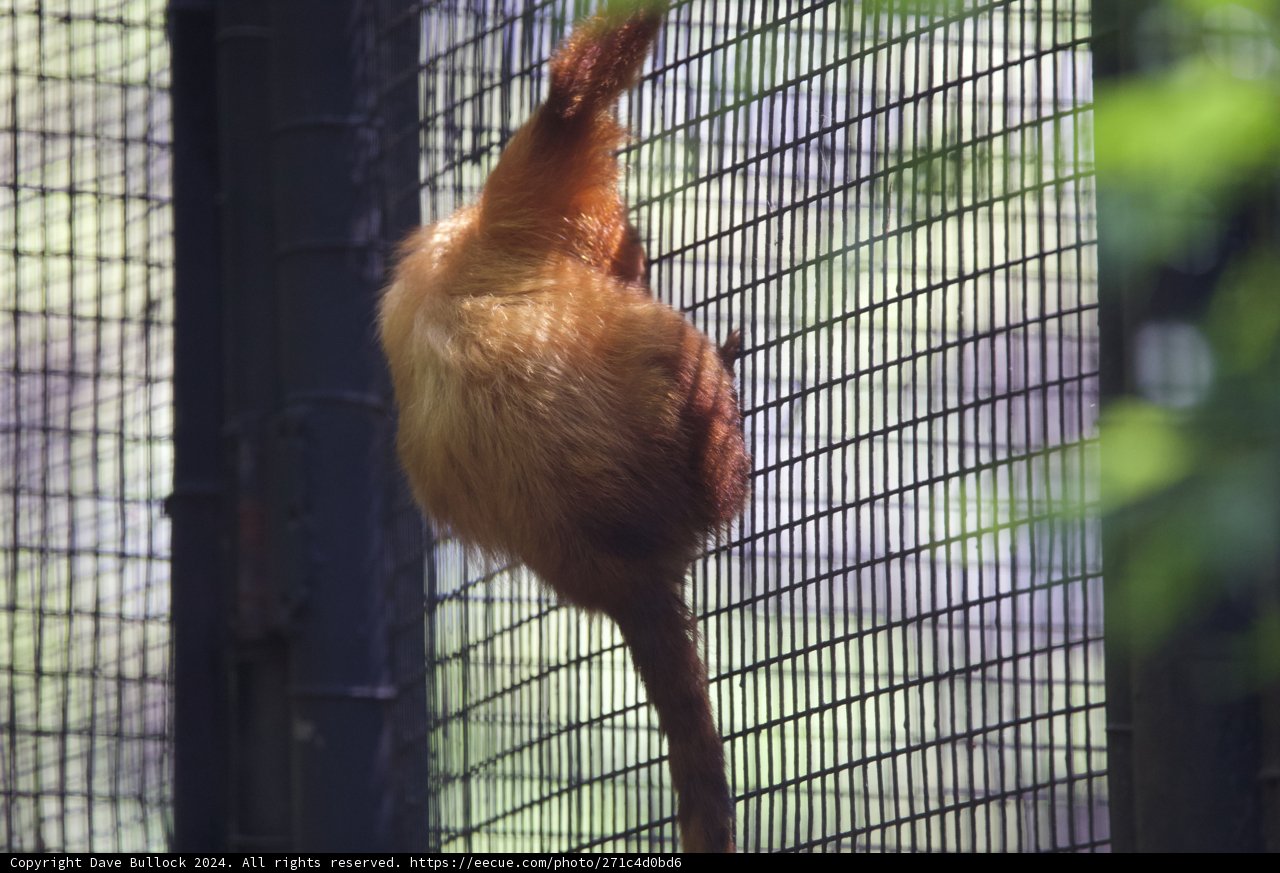 A Glimpse at Playful Acrobatics - Monkey at Honolulu Zoo