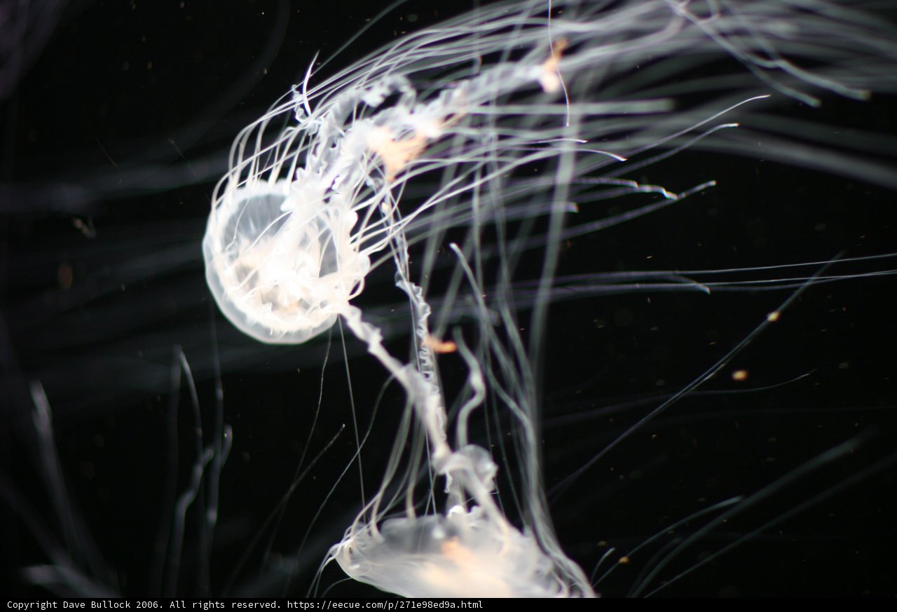 The Graceful Jellyfish