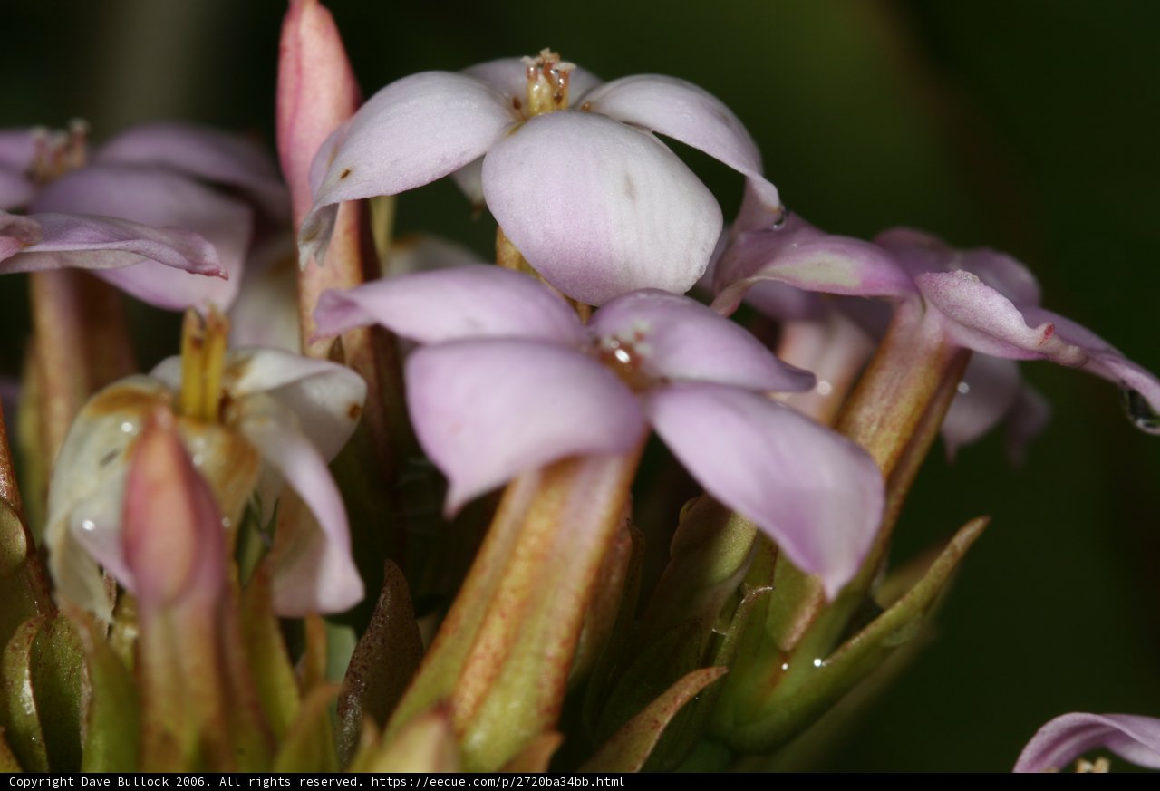 Lavender Lilies