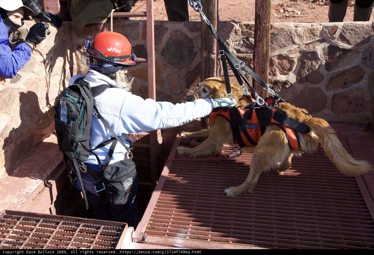 Man in Hard Hat Helps Stranded Dog