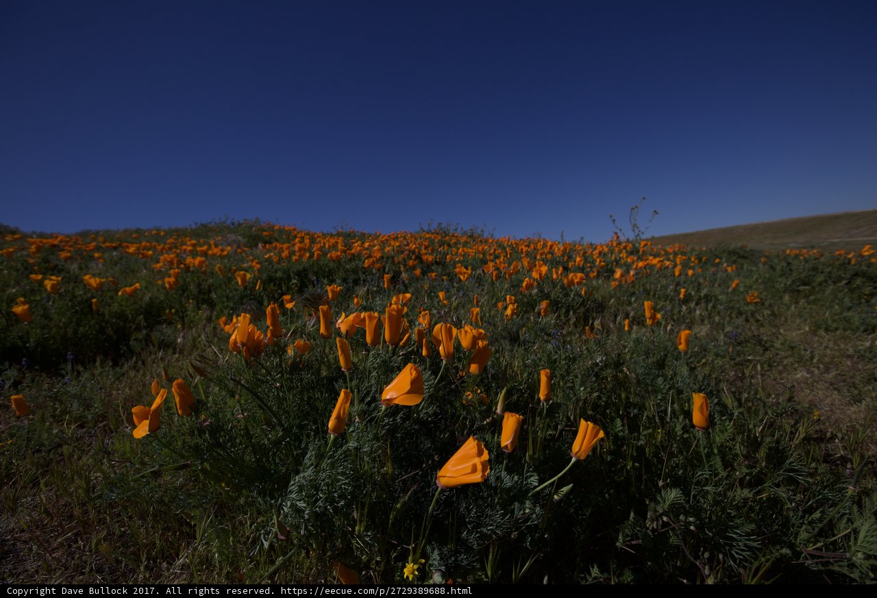 Serene Poppy fields of California