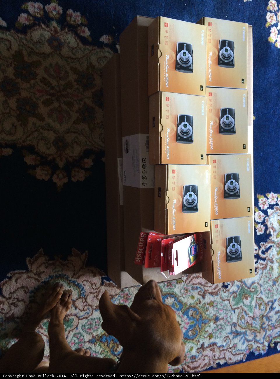 Furry Companion Watching Over Boxes of Paper