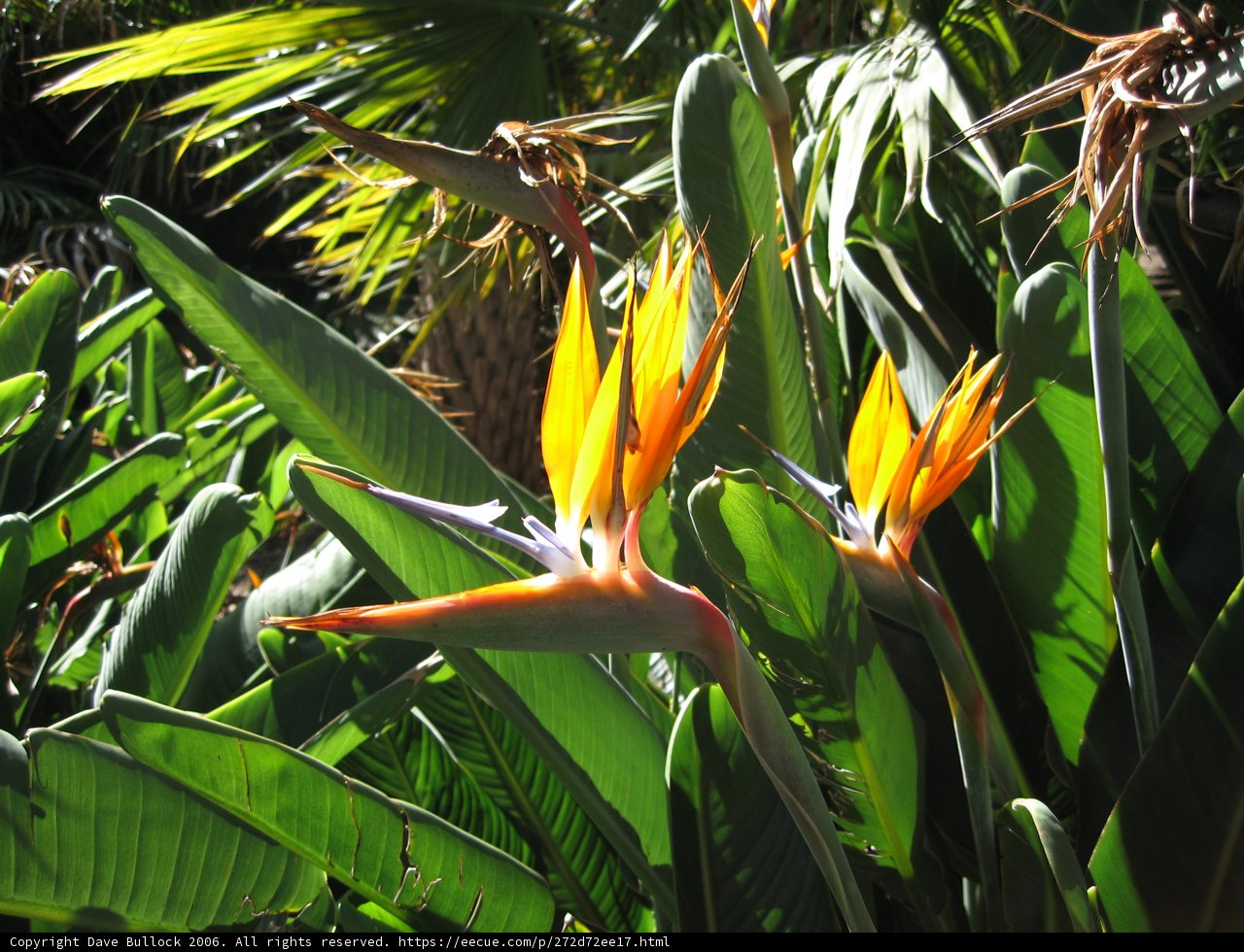 Blooming Bird of Paradise