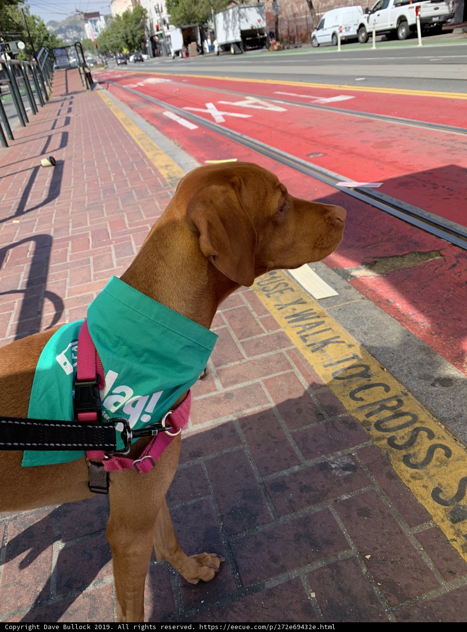 Urban Canine on a Leash
