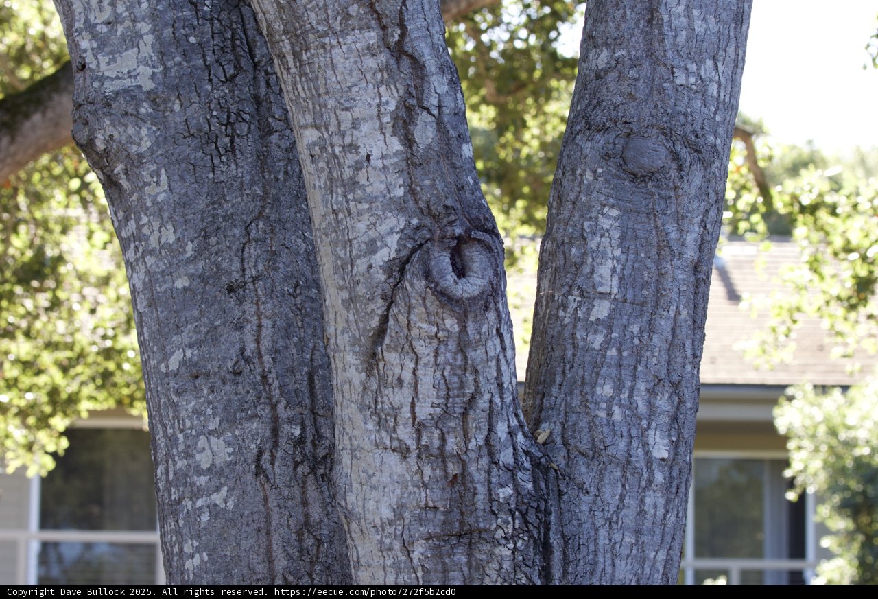 Guardian of the Grove