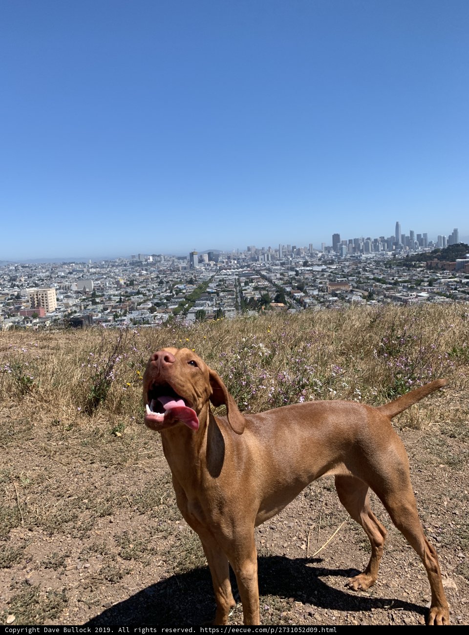 City Dog