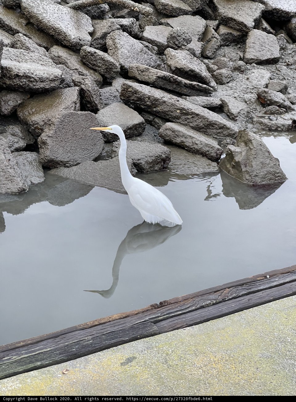 White Bird on the Rocks