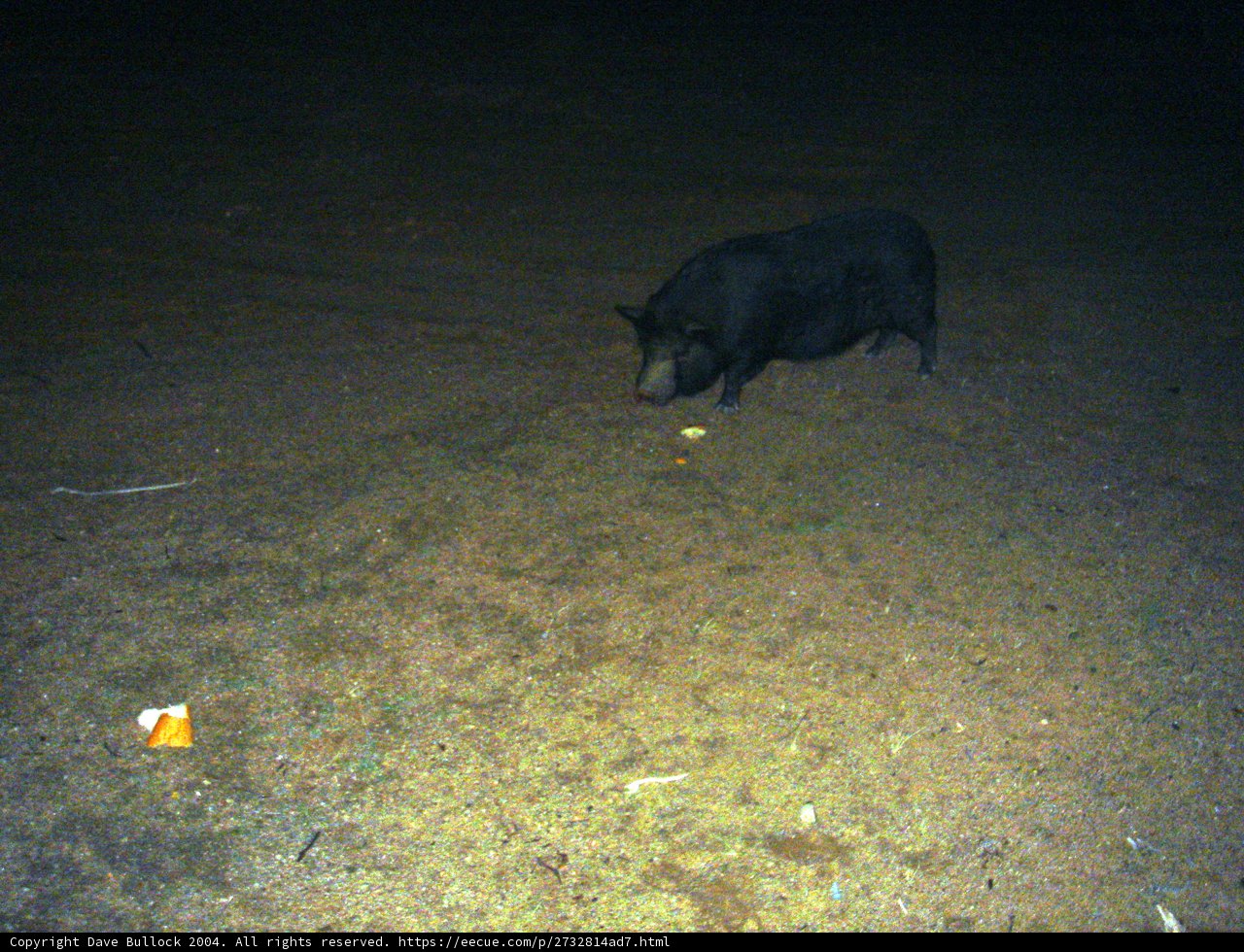 Nighttime Boar